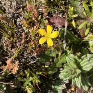 Oxalis sp. at Symonston, ACT - 6 Sep 2020