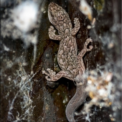 Christinus marmoratus (Southern Marbled Gecko) at Holt, ACT - 6 Sep 2020 by Margo