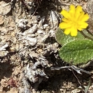 Hypochaeris radicata at Red Hill, ACT - 6 Sep 2020