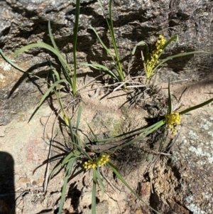 Lomandra filiformis at Red Hill, ACT - 6 Sep 2020