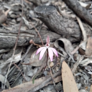 Caladenia fuscata at Bruce, ACT - suppressed