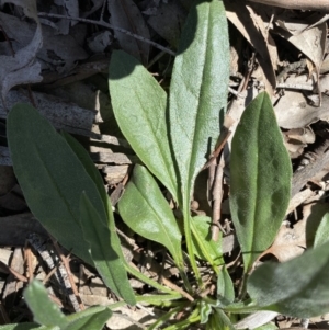 Cynoglossum australe at Symonston, ACT - 6 Sep 2020