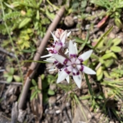 Wurmbea dioica subsp. dioica (Early Nancy) at Symonston, ACT - 6 Sep 2020 by KL