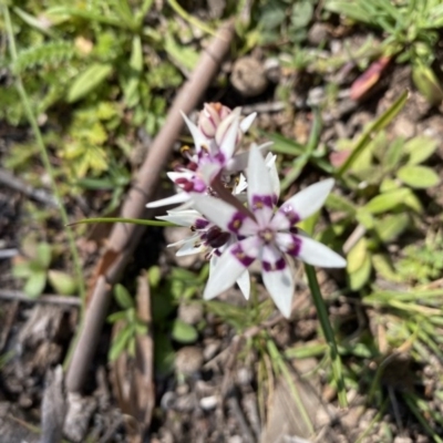 Wurmbea dioica subsp. dioica (Early Nancy) at Symonston, ACT - 6 Sep 2020 by KL