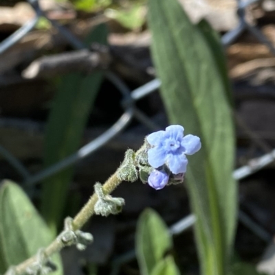 Cynoglossum australe (Australian Forget-me-not) at Mount Mugga Mugga - 6 Sep 2020 by KL