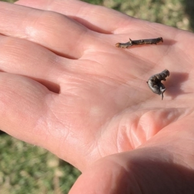 Lepidoptera unclassified IMMATURE (caterpillar or pupa or cocoon) at Black Range, NSW - 6 Sep 2020 by StephH