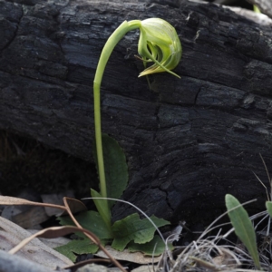 Pterostylis nutans at Downer, ACT - 6 Sep 2020