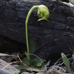 Pterostylis nutans (Nodding Greenhood) at Downer, ACT - 6 Sep 2020 by David