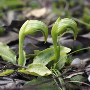 Pterostylis nutans at Downer, ACT - 6 Sep 2020