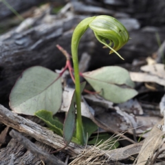 Pterostylis nutans at Downer, ACT - 6 Sep 2020