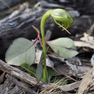 Pterostylis nutans at Downer, ACT - 6 Sep 2020