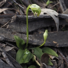 Pterostylis nutans (Nodding Greenhood) at Downer, ACT - 6 Sep 2020 by David