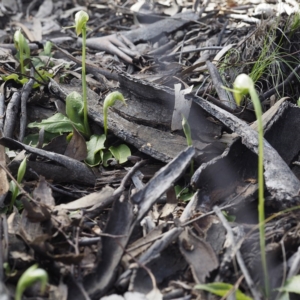 Pterostylis nutans at Downer, ACT - suppressed