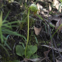 Pterostylis nutans (Nodding Greenhood) at Acton, ACT - 6 Sep 2020 by David