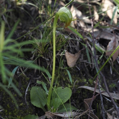 Pterostylis nutans (Nodding Greenhood) at Acton, ACT - 6 Sep 2020 by David