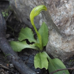 Pterostylis nutans at Point 5805 - 6 Sep 2020