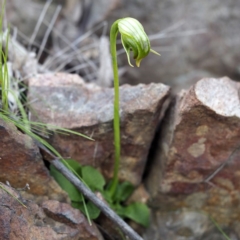 Pterostylis nutans (Nodding Greenhood) at Point 5822 - 6 Sep 2020 by David