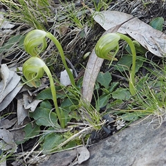 Pterostylis nutans at Point 5822 - suppressed