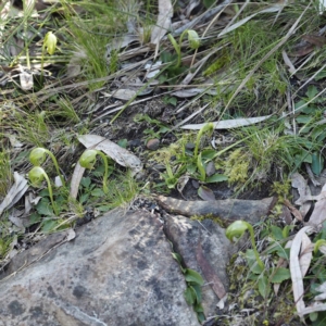 Pterostylis nutans at Point 5822 - suppressed