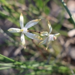 Caladenia ustulata (Brown Caps) at Gundaroo, NSW - 6 Sep 2020 by Gunyijan