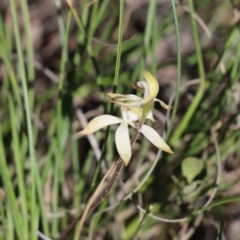 Caladenia ustulata at Gundaroo, NSW - 6 Sep 2020