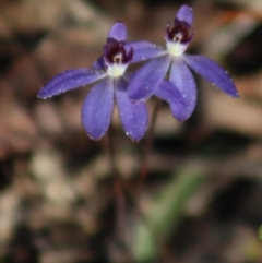 Cyanicula caerulea (Blue Fingers, Blue Fairies) at Gundaroo, NSW - 6 Sep 2020 by Gunyijan