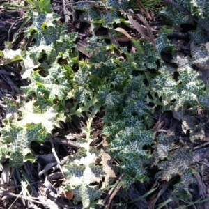 Silybum marianum at Campbell, ACT - 6 Sep 2020