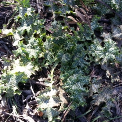 Silybum marianum (Variegated Thistle) at Campbell, ACT - 6 Sep 2020 by SilkeSma