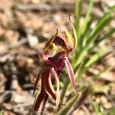 Caladenia actensis (Canberra Spider Orchid) at Mount Majura - 5 Sep 2020 by PeterR