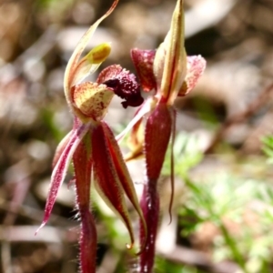 Caladenia actensis at suppressed - 6 Sep 2020