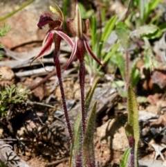 Caladenia actensis at suppressed - suppressed