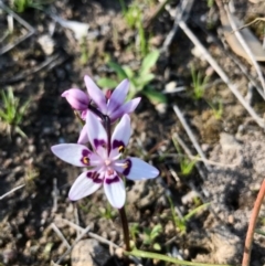 Wurmbea dioica subsp. dioica (Early Nancy) at Kambah, ACT - 6 Sep 2020 by PeterR