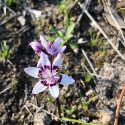 Wurmbea dioica subsp. dioica (Early Nancy) at Mount Taylor - 5 Sep 2020 by PeterR