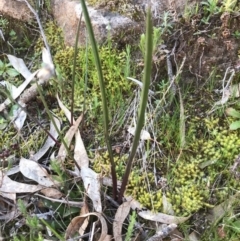 Thelymitra sp. (A Sun Orchid) at Kambah, ACT - 5 Sep 2020 by PeterR