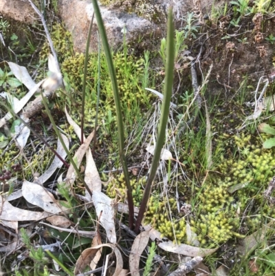 Thelymitra sp. (A Sun Orchid) at Kambah, ACT - 5 Sep 2020 by PeterR