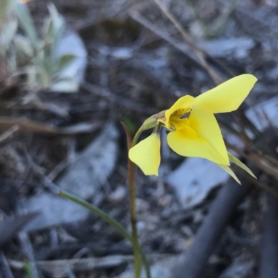Diuris chryseopsis (Golden Moth) at Mount Taylor - 5 Sep 2020 by PeterR
