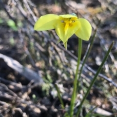 Diuris chryseopsis at Kambah, ACT - 6 Sep 2020