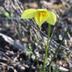 Diuris chryseopsis at Kambah, ACT - suppressed