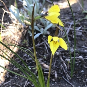 Diuris chryseopsis at Kambah, ACT - suppressed