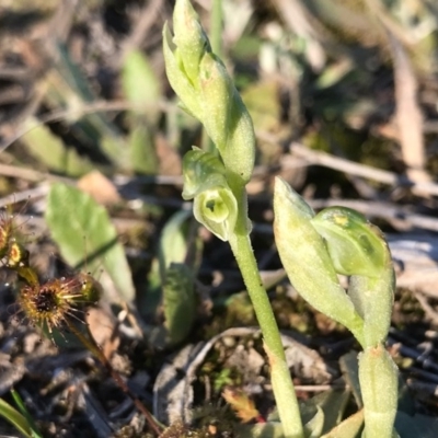 Hymenochilus cycnocephalus (Swan greenhood) at Kambah, ACT - 6 Sep 2020 by PeterR