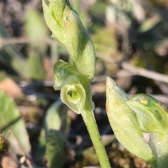 Hymenochilus cycnocephalus at Kambah, ACT - suppressed