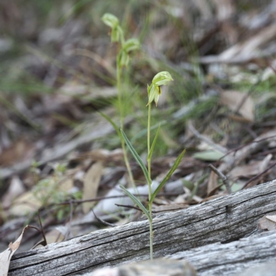Bunochilus umbrinus (Broad-sepaled Leafy Greenhood) at Black Mountain - 6 Sep 2020 by David