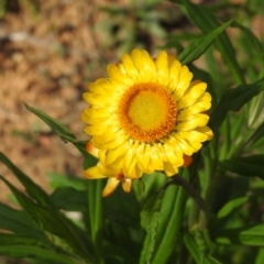 Xerochrysum bracteatum (Golden Everlasting) at Nattai National Park - 3 Sep 2020 by GlossyGal