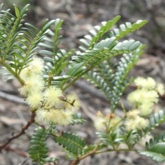 Acacia terminalis (Sunshine Wattle) at Wattle Ridge, NSW - 2 Sep 2020 by GlossyGal