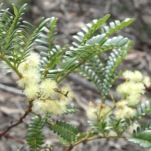 Acacia terminalis at Wattle Ridge - 3 Sep 2020 09:46 AM