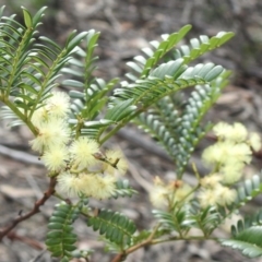 Acacia terminalis (Sunshine Wattle) at Wingecarribee Local Government Area - 2 Sep 2020 by GlossyGal
