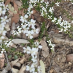 Olearia microphylla (Olearia) at Wattle Ridge - 3 Sep 2020 by GlossyGal