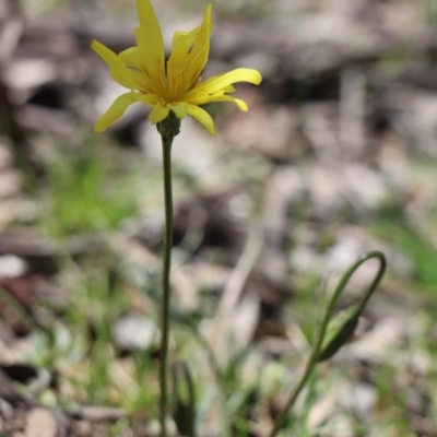 Microseris walteri (Yam Daisy, Murnong) at Gundaroo, NSW - 6 Sep 2020 by Gunyijan