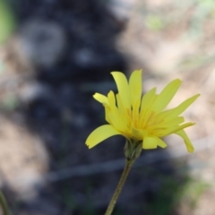 Microseris walteri at Gundaroo, NSW - 6 Sep 2020