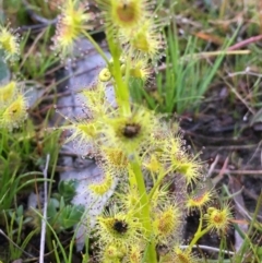 Drosera (genus) (A Sundew) at Symonston, ACT - 6 Sep 2020 by YellowButton